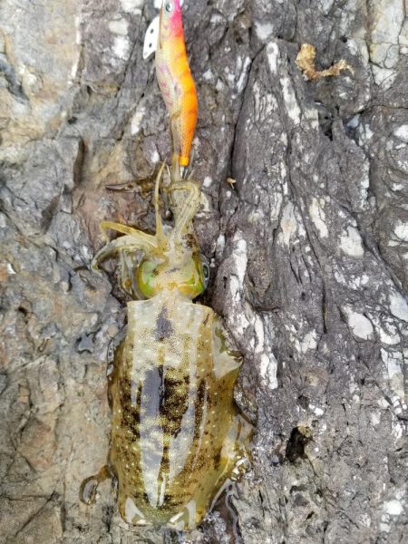 まだ秋の数釣り(^^)