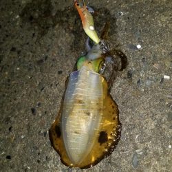 ナイトエギング(^^)v