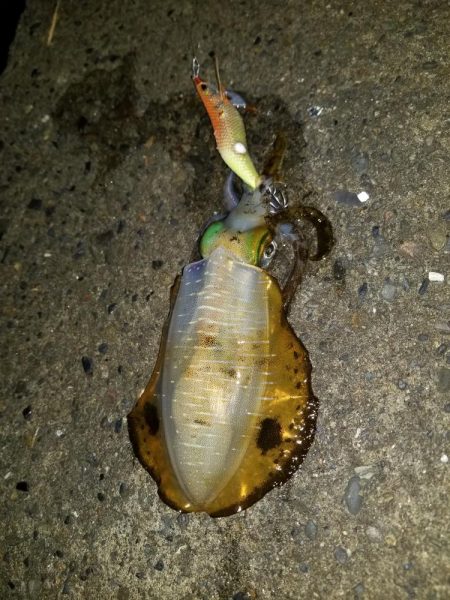 ナイトエギング(^^)v