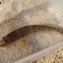 淀川 ハゼ 穴釣り