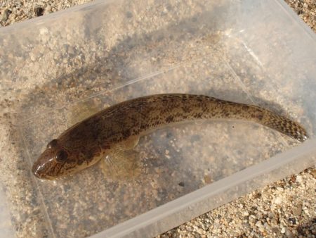 淀川 ハゼ 穴釣り