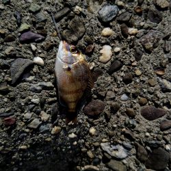 もう居てますね