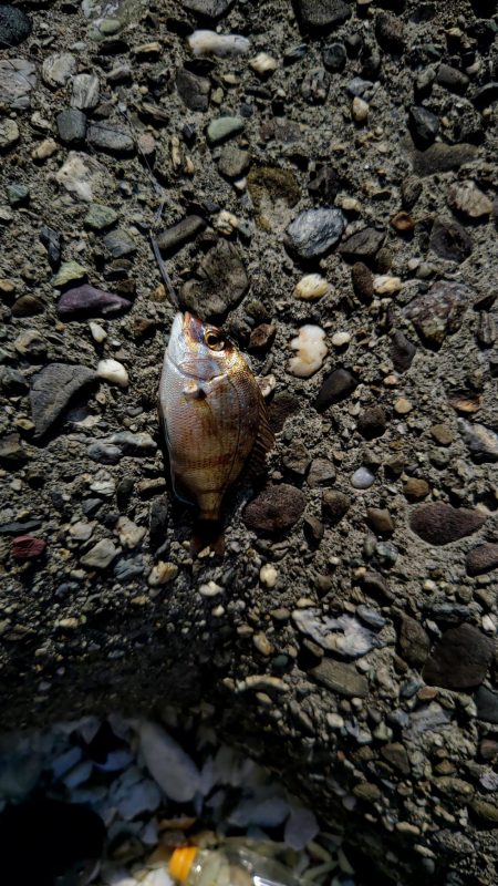 もう居てますね