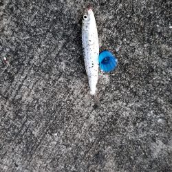 久々のサビキ釣り