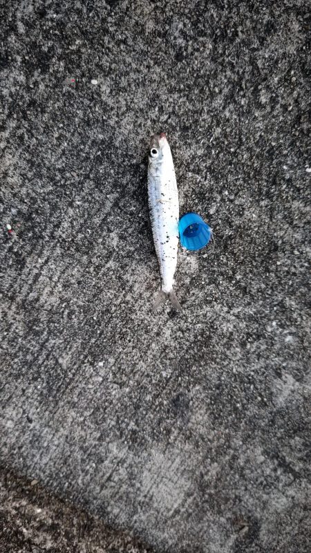 久々のサビキ釣り