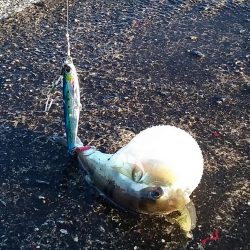 久しぶりムコイチ