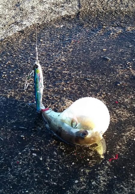 久しぶりムコイチ