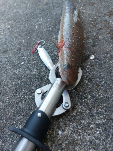 プチSalt water Game