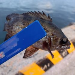 期待してなかったのに