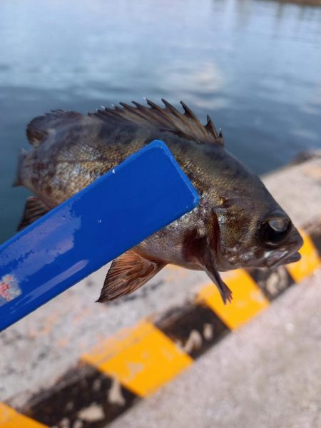 期待してなかったのに