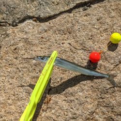 淀川でサヨリ釣り