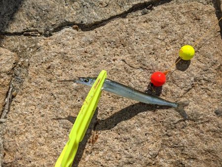 淀川でサヨリ釣り