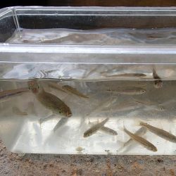 15分 お手軽フィッシング