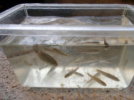 15分 お手軽フィッシング