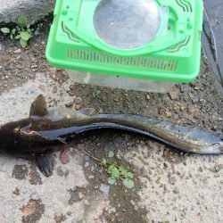 サプライズゲスト登場