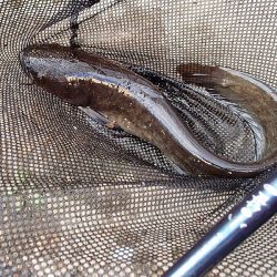 サプライズゲスト 再来