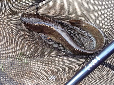 サプライズゲスト 再来