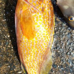 毎度です。イカの釣果は微妙でした。