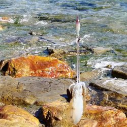 久々のエギング投稿