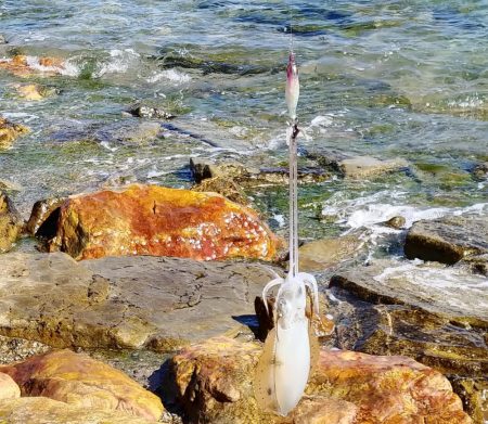 久々のエギング投稿