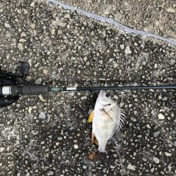 サバすら、釣れない。