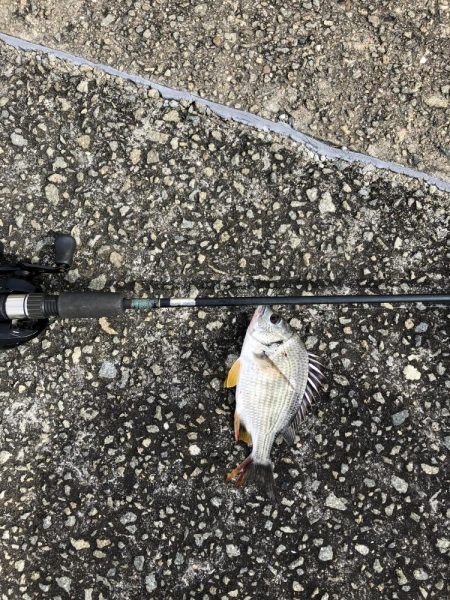 サバすら、釣れない。