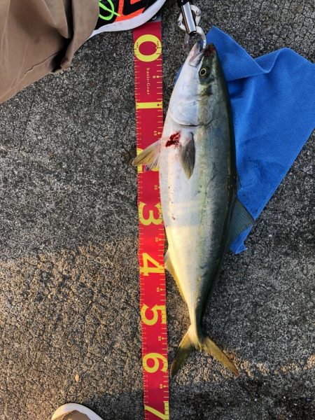 初　青物　メジロ、ハマチ