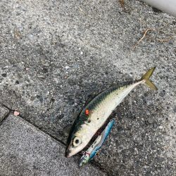 状況変わらず。朝イチ鯖高活性のみ。。