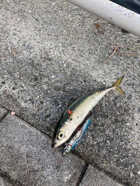 状況変わらず。朝イチ鯖高活性のみ。。