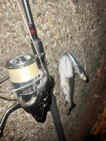 ナイトでもトップウォーターでシーバス!