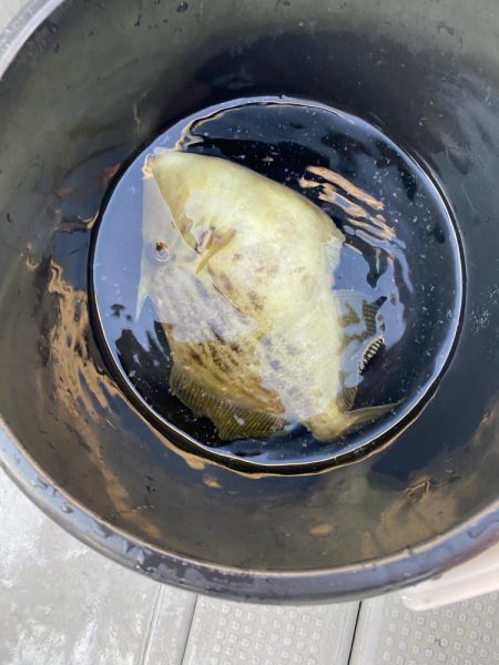 カワハギ&アオリイカ