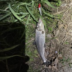 荒川　シーバス　