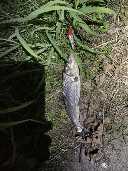 荒川　シーバス　