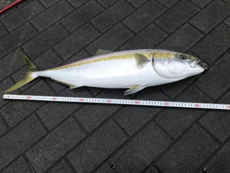 雨のライトショアジギング