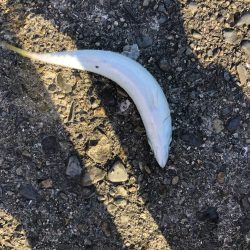 ショアジギング