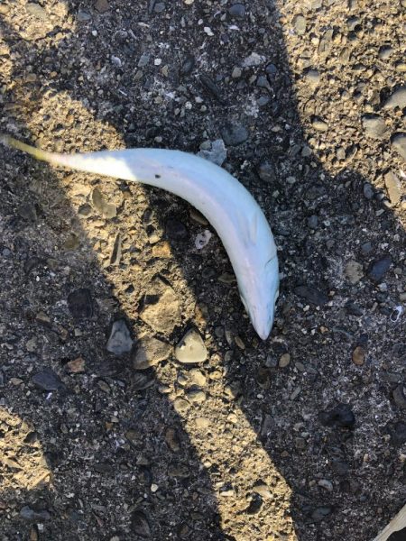 ショアジギング