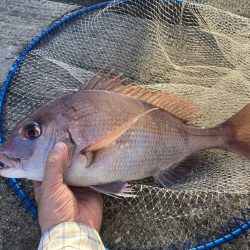 今秋、平磯のマダイ好調なのでは？