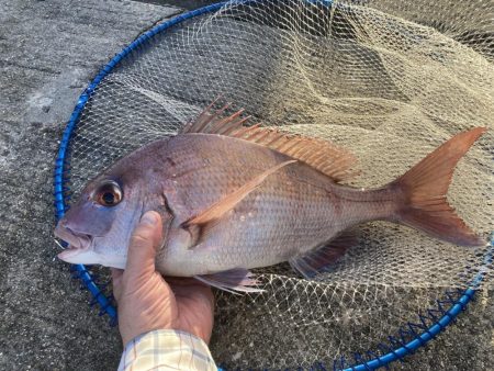 今秋、平磯のマダイ好調なのでは？