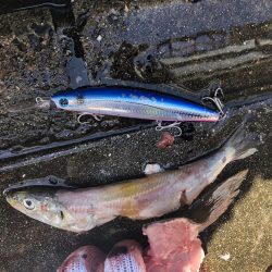 ショアジギ爆釣