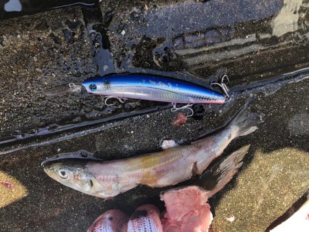 ショアジギ爆釣