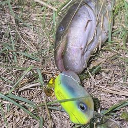 久しぶりのナマズ釣り