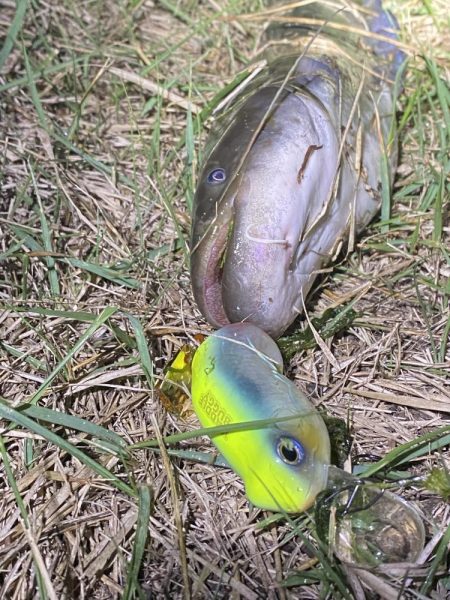 久しぶりのナマズ釣り