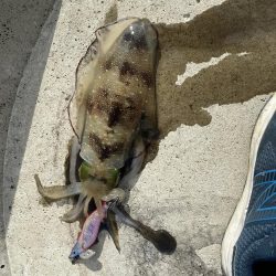 連日のエギング