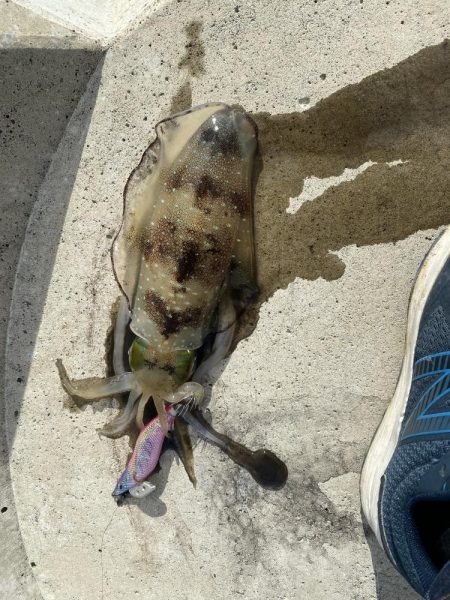 連日のエギング