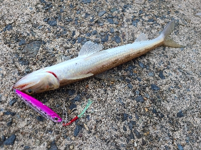 アジングは好調、ショアジギングは不調