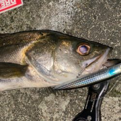 釣れ始めてきましたね！