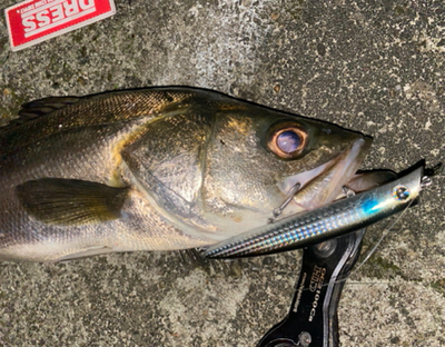 釣れ始めてきましたね！
