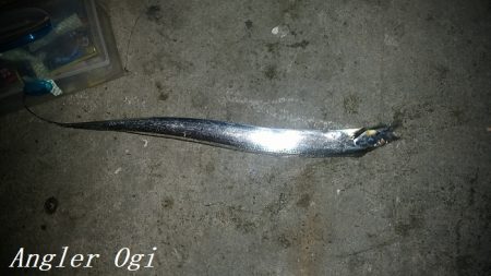 タチウオの引き釣りはボーズなし！