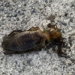 アオリイカを求めて