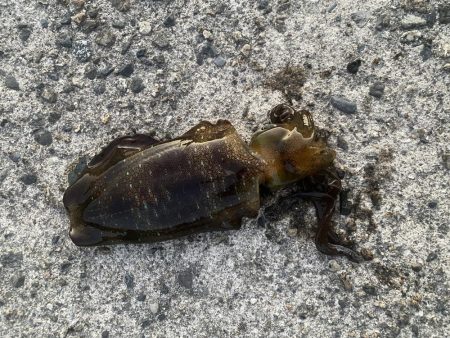 アオリイカを求めて